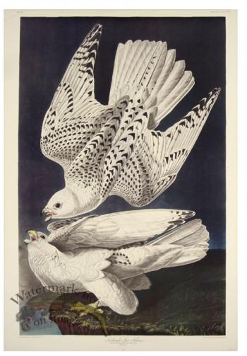 Iceland or Jer Falcon L.E.